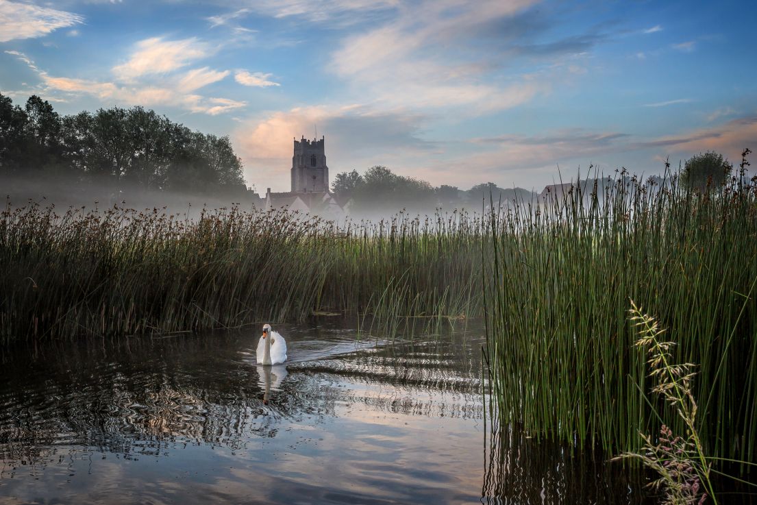 A swan swimming, surrounded by thick overgrown reeds. In the distance the outline of a church tower and trees, although slightly hidden by fog.